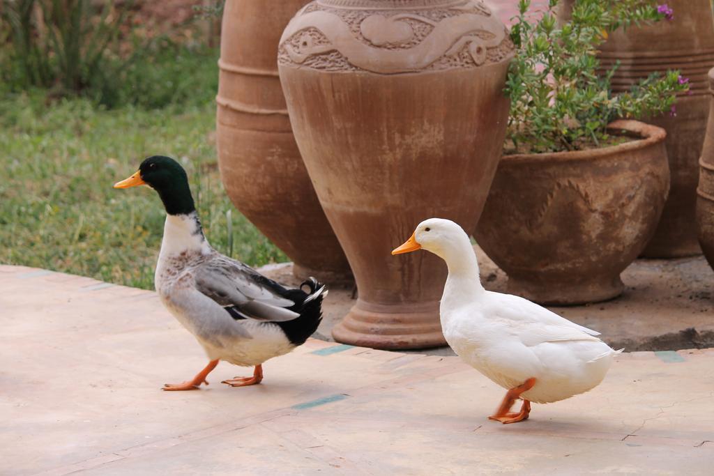 Ecolodge Bab El Oued Maroc Oasis Agdz Exterior foto