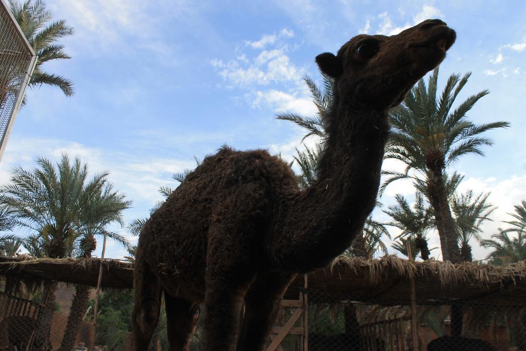 Ecolodge Bab El Oued Maroc Oasis Agdz Exterior foto